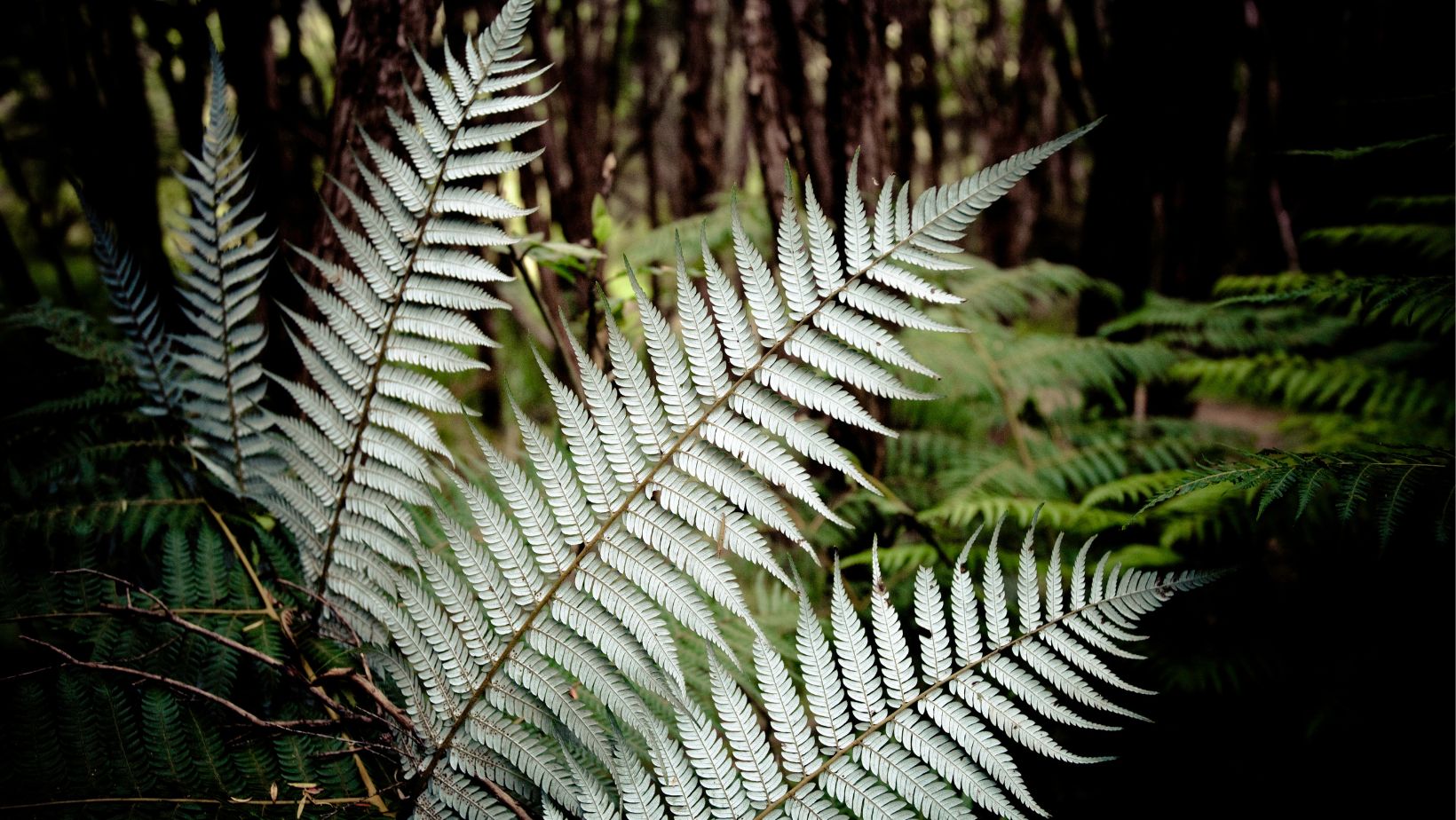 What Does The "Fern" Mark On Our Pure Mānuka Honey Mean?