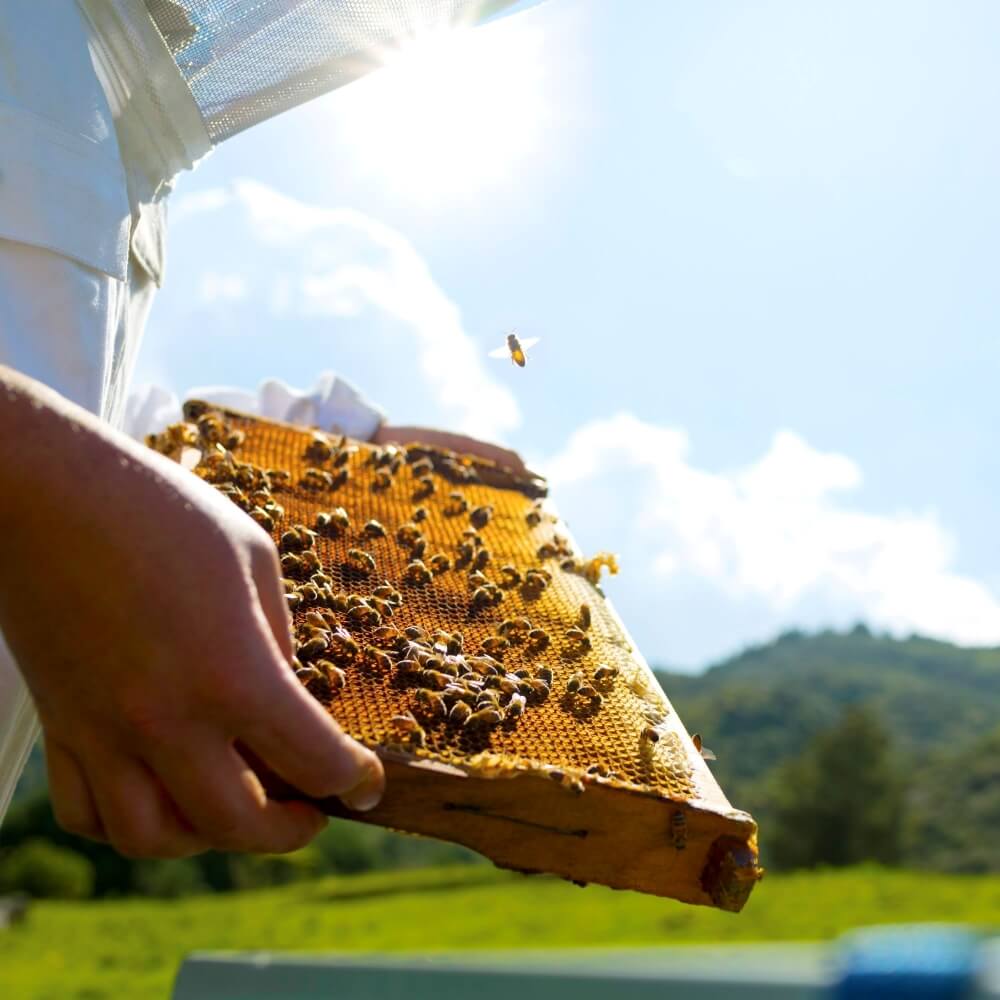 Honey Bee Flying away from Frame Made in New Zealand Sustainable Manuka Honey Clean Green