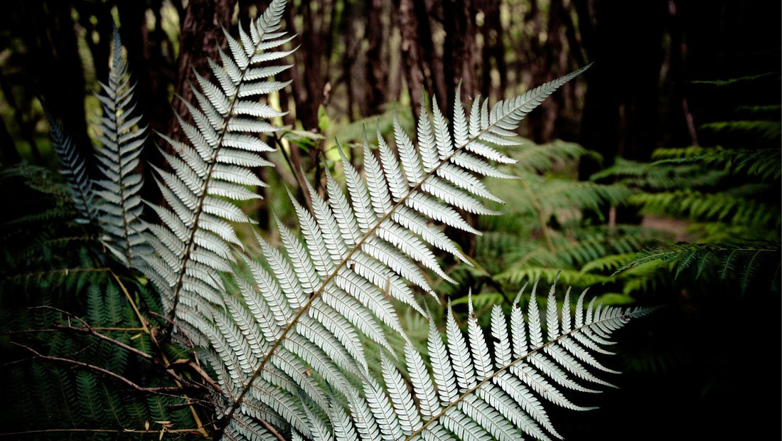What Does The "Fern" Mark On Our Pure Mānuka Honey Mean?