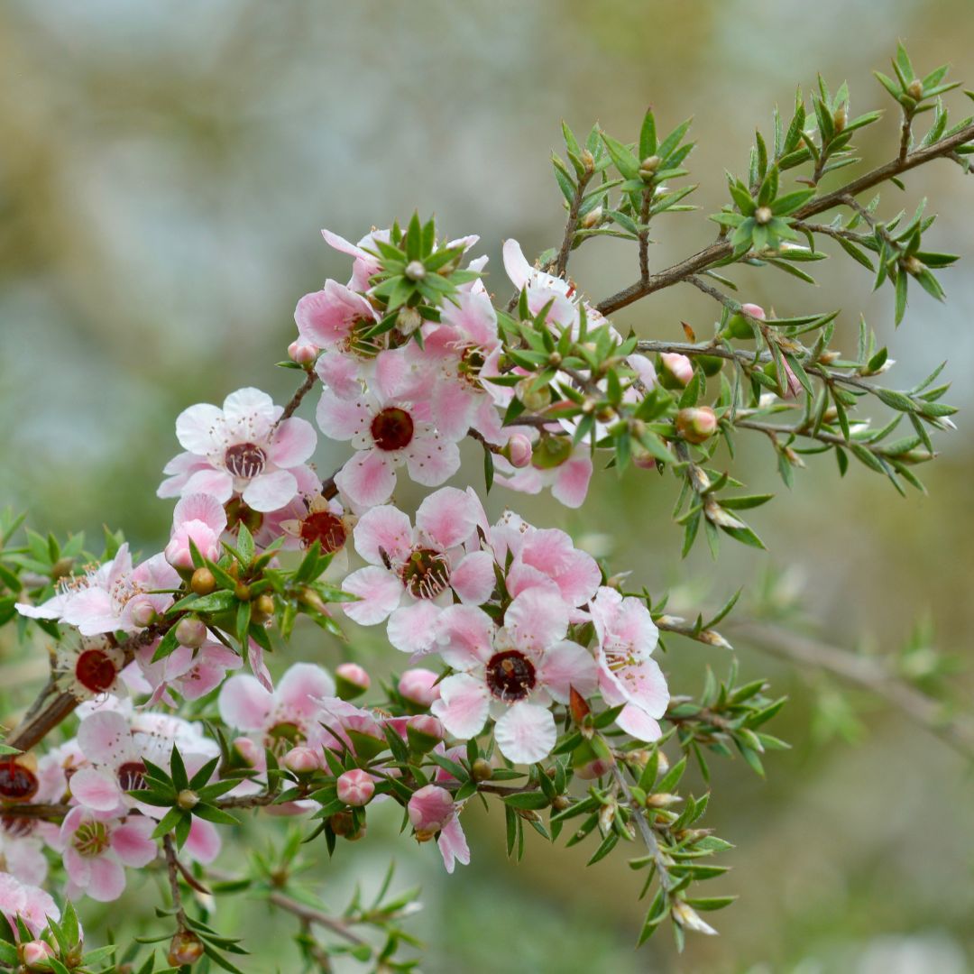 What Is DHA and HMF in 100% Raw Manuka Honey?