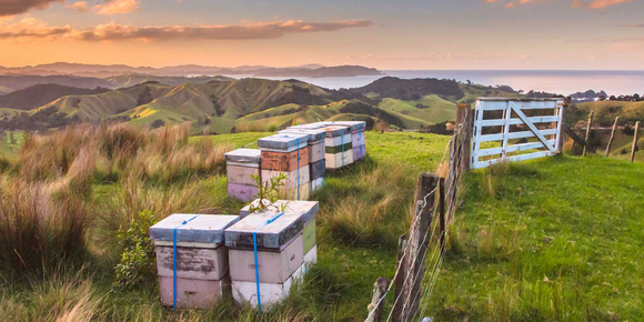 From Hive to Jar: How We Harvest Mānuka Honey