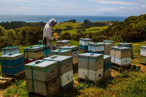 Primal By Nature - Manuka Honey From NZ - The Superfood For All