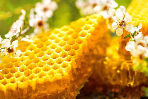 Primal By Nature - Why UMF and Scientific Definitions of Manuka Honey Matter