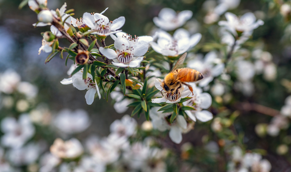 Exploring the Cultural Significance of the Mānuka Tree