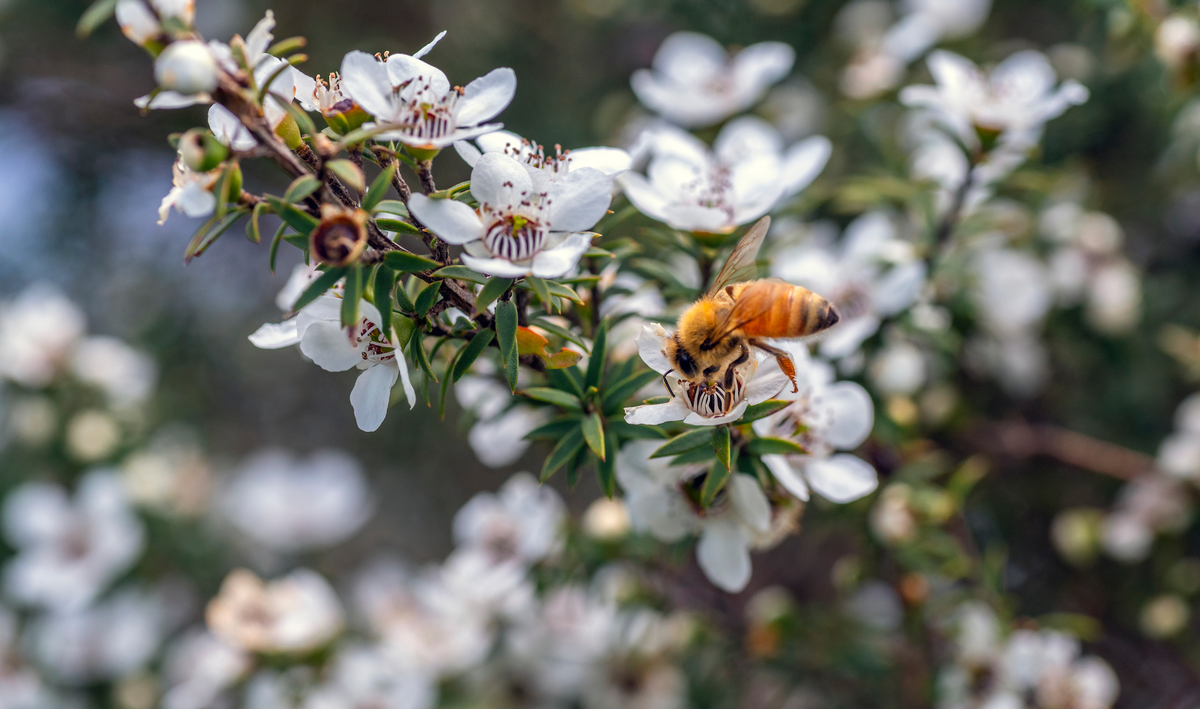 Exploring the Cultural Significance of the Mānuka Tree – Primal By Nature