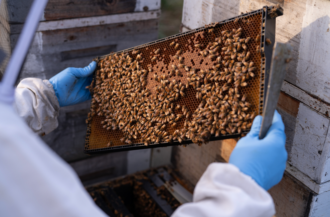 How Primal by Nature Crafts Luxury Mānuka Honey