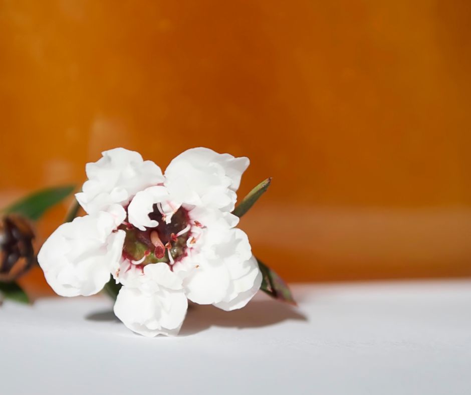 Is Raw Mānuka Honey Different From Other Honey?