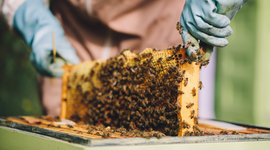 The Role of the Queen Bee in Manuka Honey Production