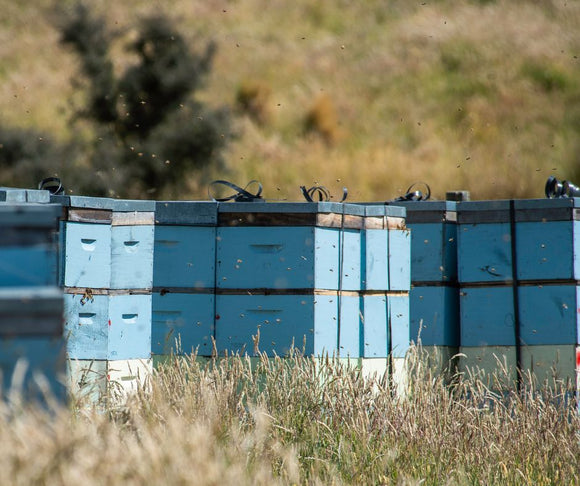 Saving Pure Mānuka Honey - How Can We Protect The Bees