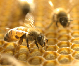 Exploring Scientific Studies of Manuka Honey