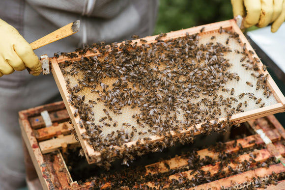 Behind The Hive: Primal's Commitment To Ethical Beekeeping