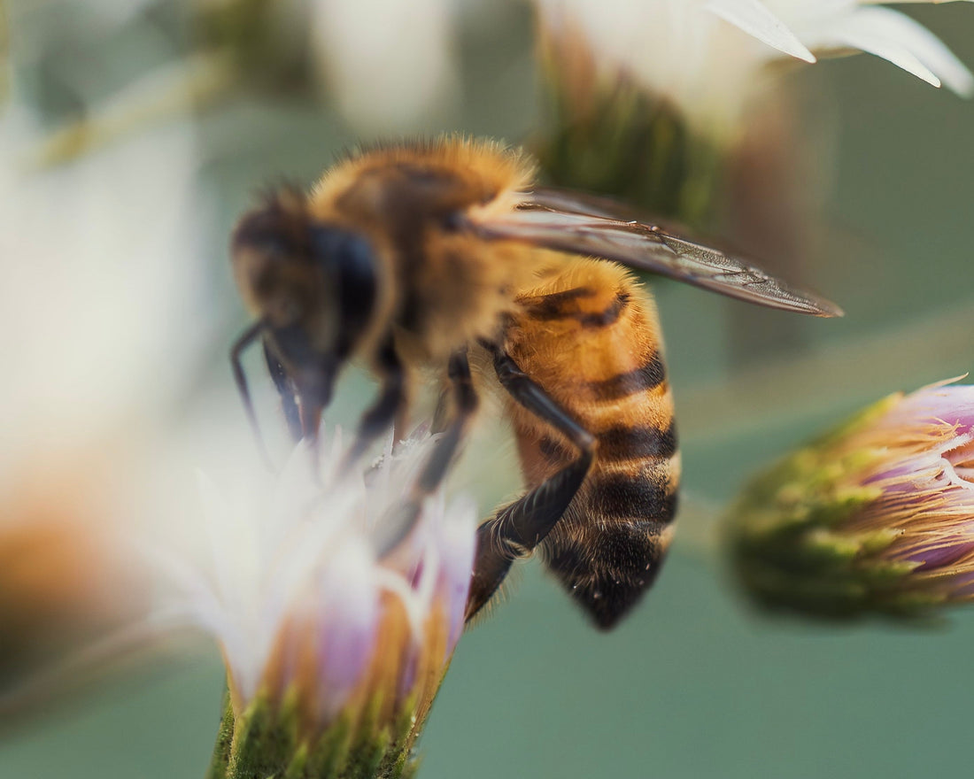 What Makes a Bee Choose Mānuka Honey?